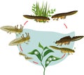 Newt life cycle.